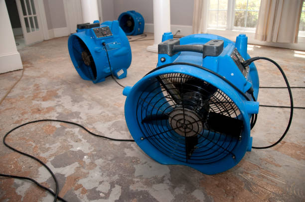Best Mold removal after water damage  in Eleele, HI